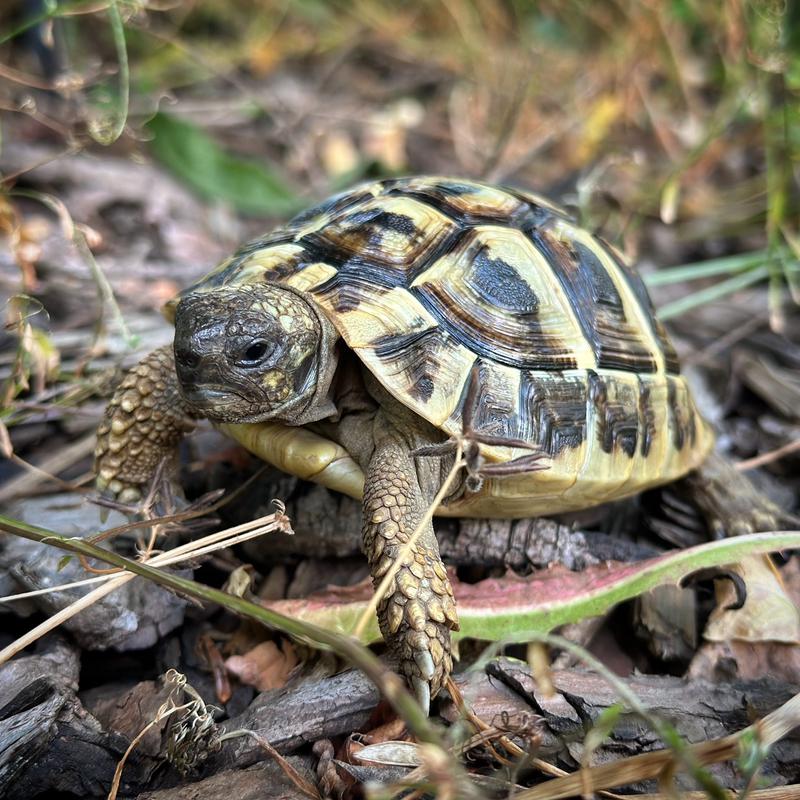 Želva zelenavá (Testudo hermanni)
